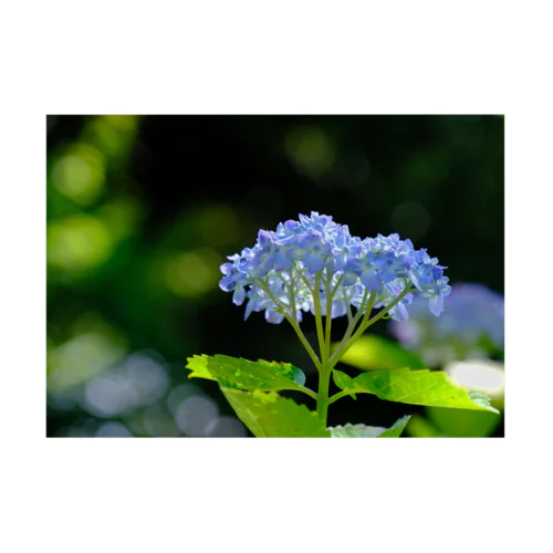 明るく淡い青の紫陽花 吸着ポスター