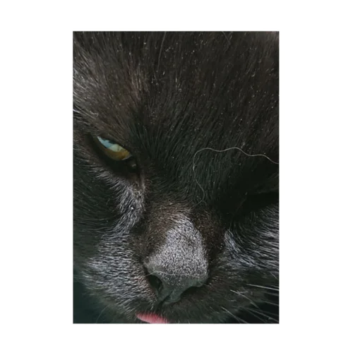 舌が出てる黒い猫 吸着ポスター