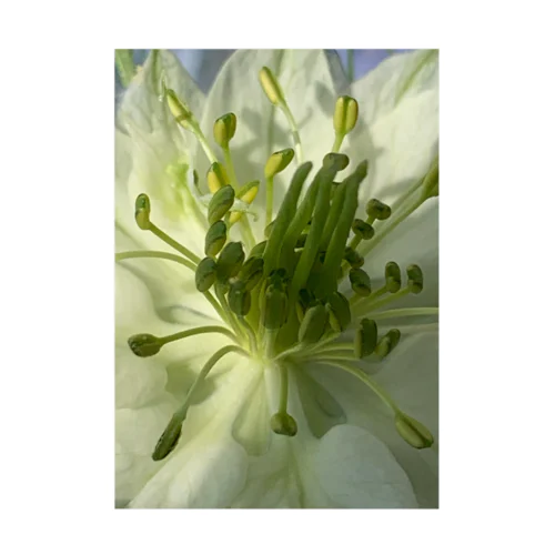 A4 white nigella-color　 吸着ポスター