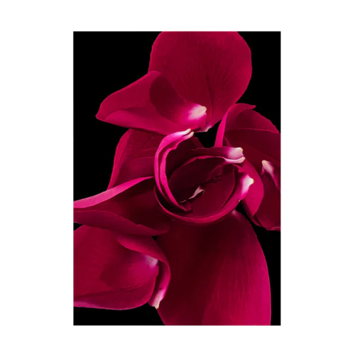 ROSE PETALS Stickable Poster