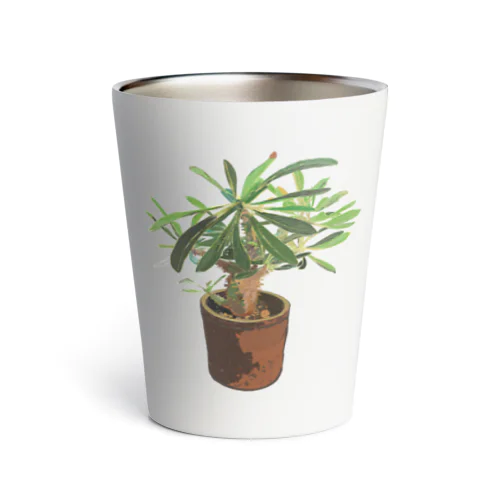 Pachypodium densiflorum Thermo Tumbler