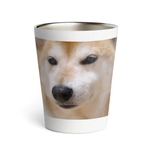 すまし顔の柴犬♂ Thermo Tumbler