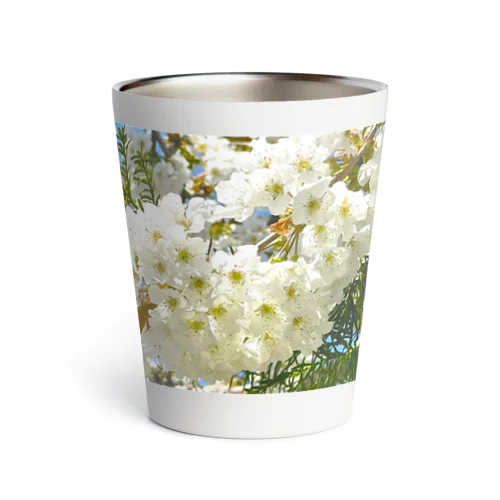 白桜 Thermo Tumbler