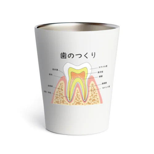 歯のつくり Thermo Tumbler