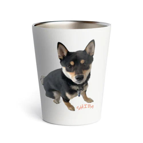 🐾豆柴BOY🐾 世界中で愛される柴犬　1歳 Thermo Tumbler
