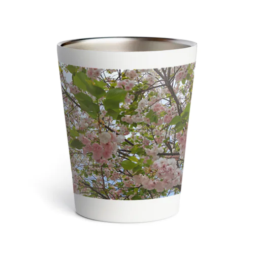 日本の春 桜A サーモタンブラー