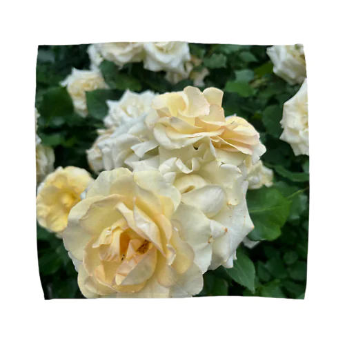 白色のバラ 薔薇 Towel Handkerchief