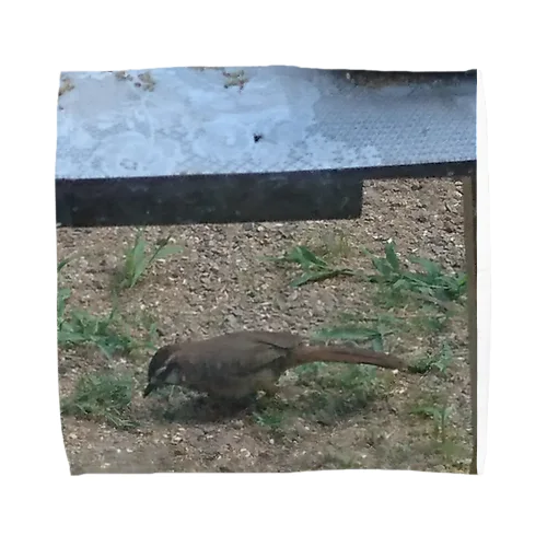 野鳥さん タオルハンカチ