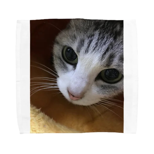 ねこまろ Towel Handkerchief