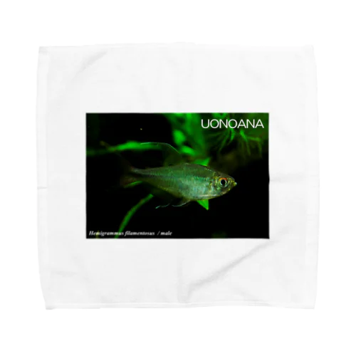 Hemigrammus filamentosus / male Towel Handkerchief