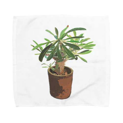 Pachypodium densiflorum Towel Handkerchief