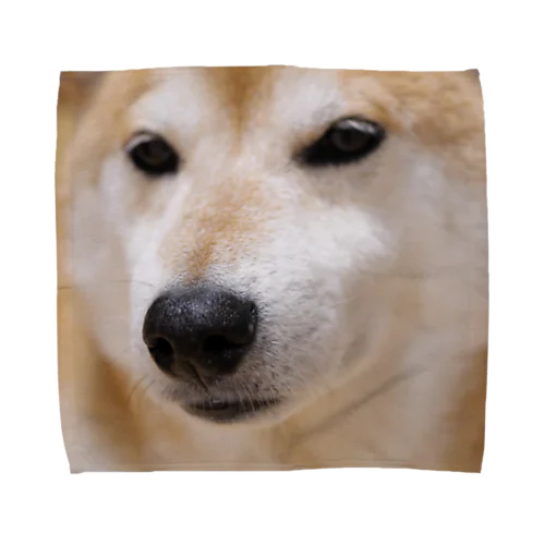 すまし顔の柴犬♂ Towel Handkerchief