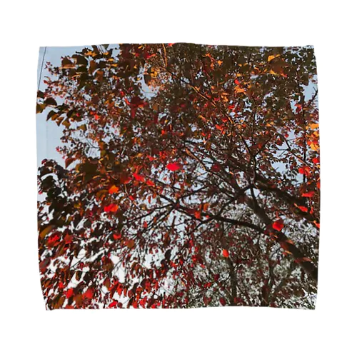 201910181619002　桜の紅葉 Towel Handkerchief