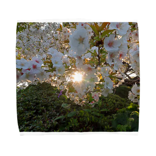 桜満開 - Backlit Sakura - タオルハンカチ