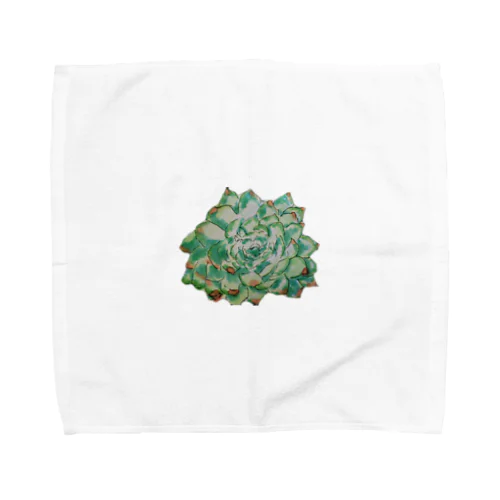 多肉植物 Towel Handkerchief