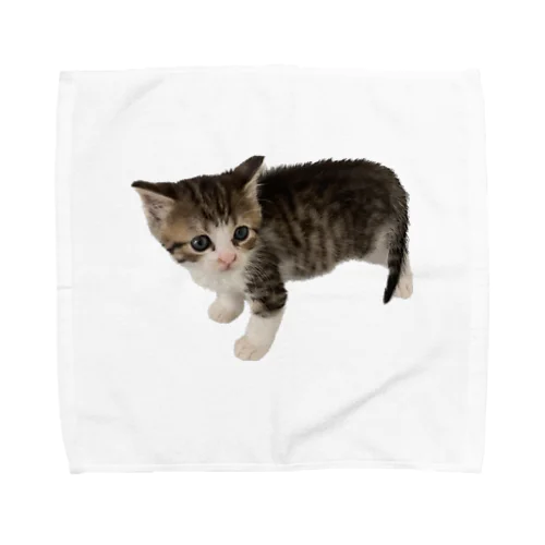小さい猫　ツブちゃん Towel Handkerchief