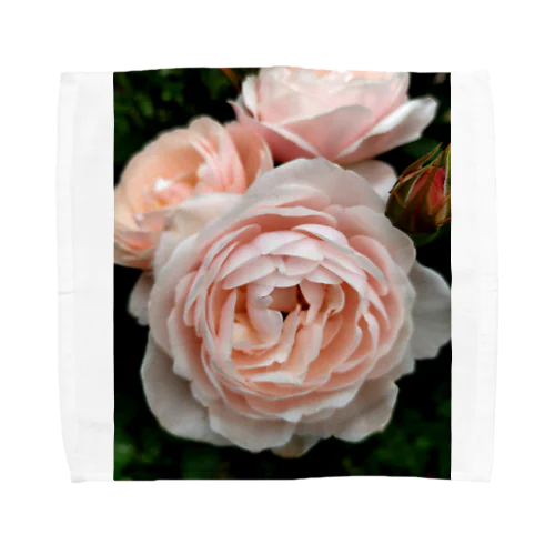 ピンクの薔薇の花 Towel Handkerchief