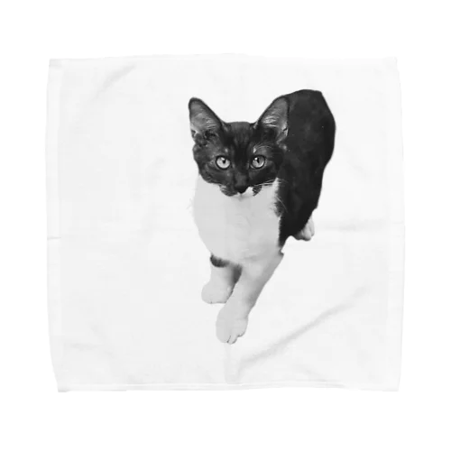 ツートンカラーの子猫ちゃん、なでて欲しいって Towel Handkerchief