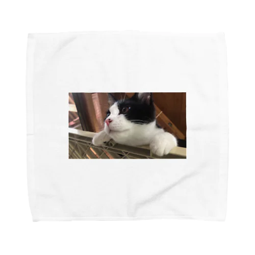 【子猫譲渡】ボスくん♂ Towel Handkerchief