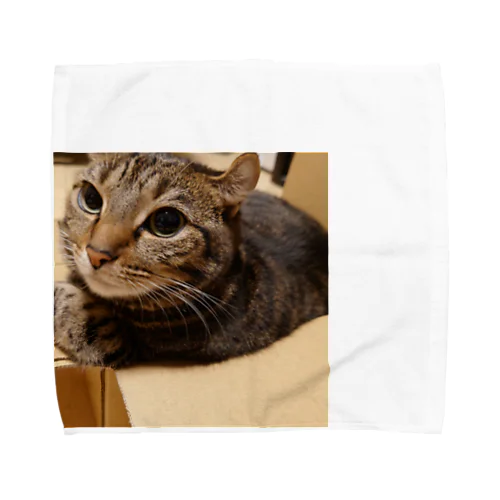 アメリカンカールかるるちゃんTシャツ Towel Handkerchief