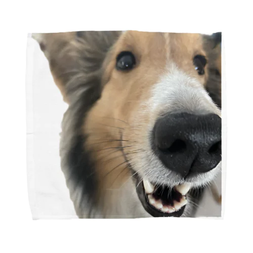 近寄りすぎなシェルティ Towel Handkerchief