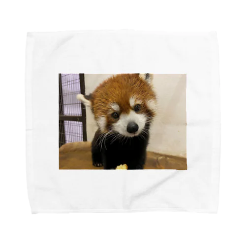 レッサーパンダ Towel Handkerchief