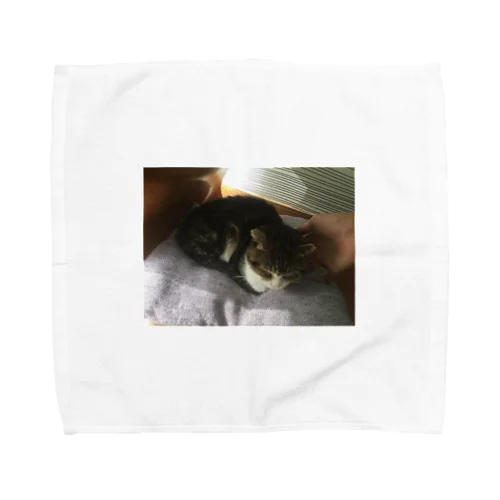 猫 Towel Handkerchief