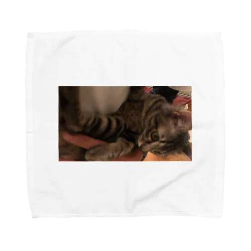 猫 Towel Handkerchief