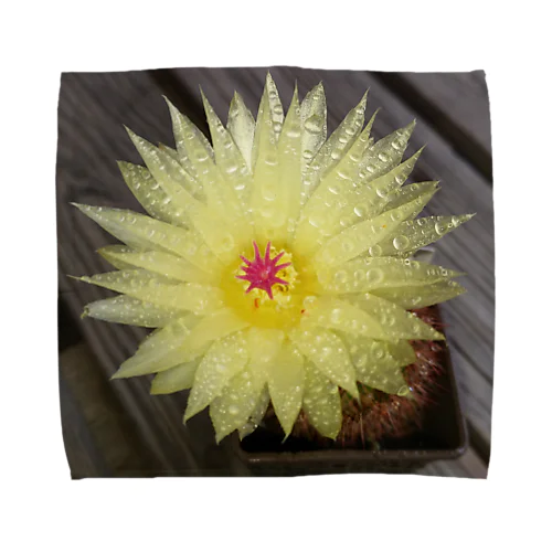 サボテンの花 Towel Handkerchief