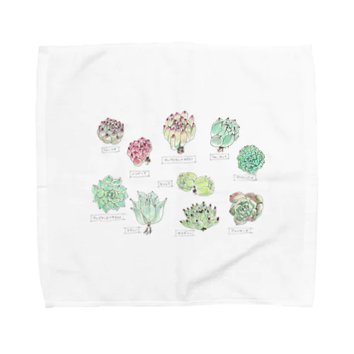 多肉図鑑 Towel Handkerchief