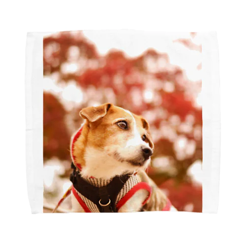 ジャックの楓 Towel Handkerchief