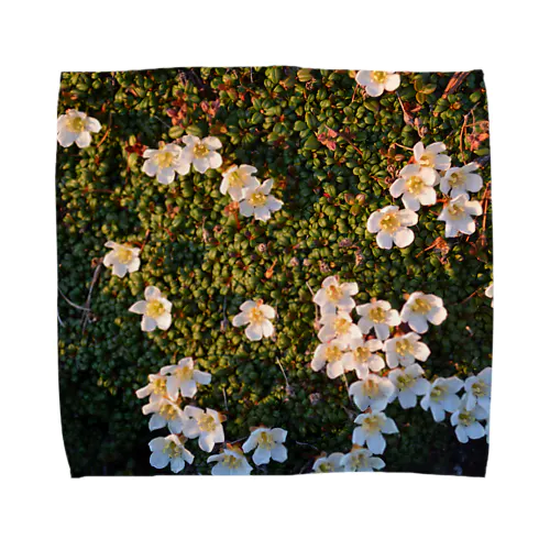 イワウメ Towel Handkerchief