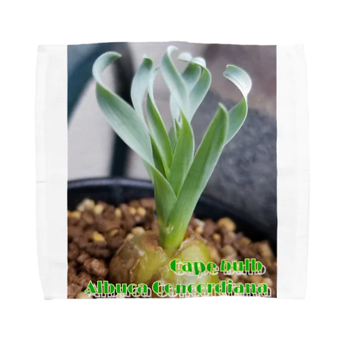 Albuca concordiana アルブカ コンコルディアナ タオルハンカチ