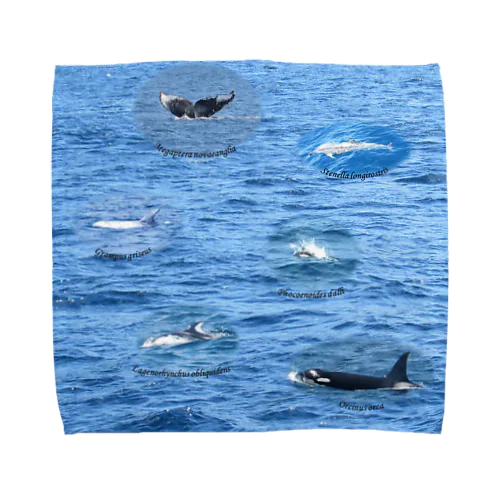 船上から見た鯨類(1) タオルハンカチ