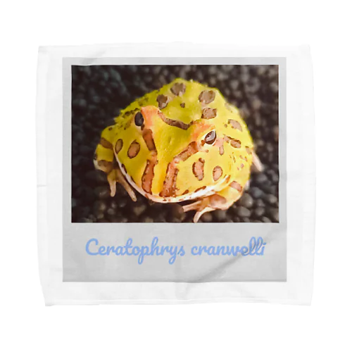 Ceratophrys cranwelli Towel Handkerchief