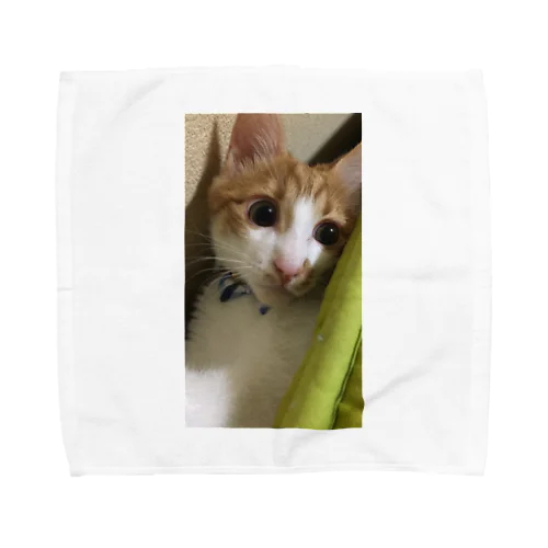 茶白猫むむ Towel Handkerchief