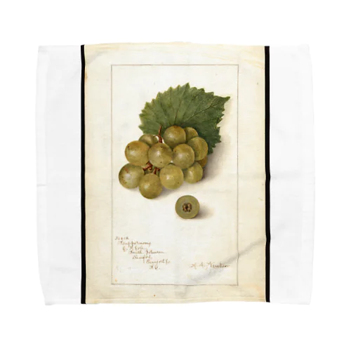 Scuppernong  Towel Handkerchief