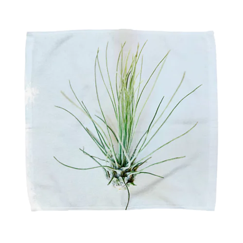 Tillandsia Towel Handkerchief