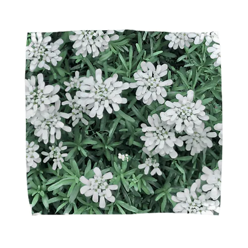 イベリスの花2 Towel Handkerchief