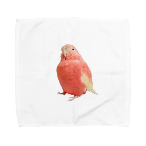 アキクサインコのチャム（実写うふ顔） Towel Handkerchief