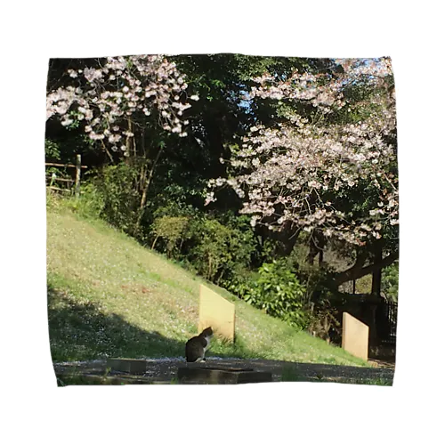 桜と猫 タオルハンカチ