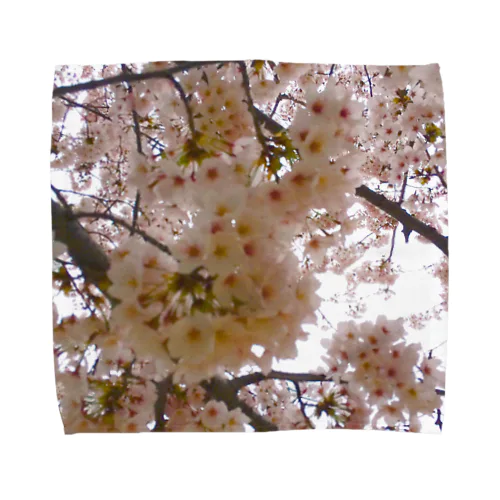 世界の風景:Sakura タオルハンカチ