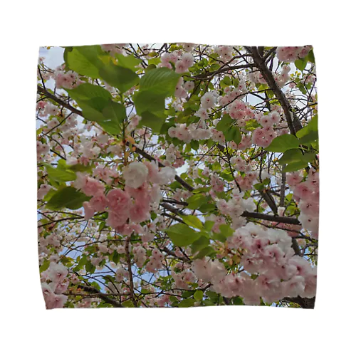 日本の春 桜A Towel Handkerchief