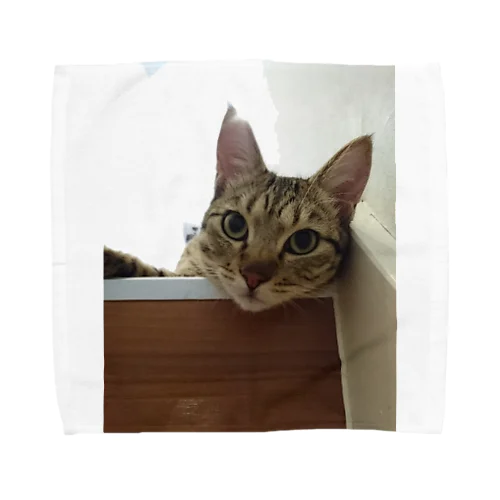 猫縁～ねこえん～ことら君 Towel Handkerchief