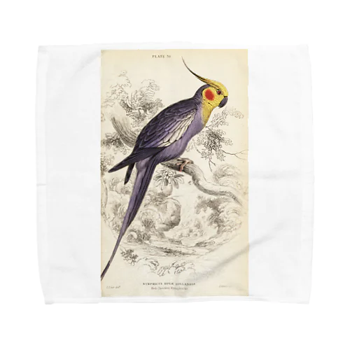 博物画　オカメインコ Towel Handkerchief