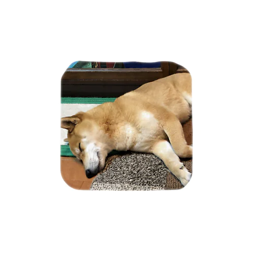 睡眠と犬 タオルハンカチ