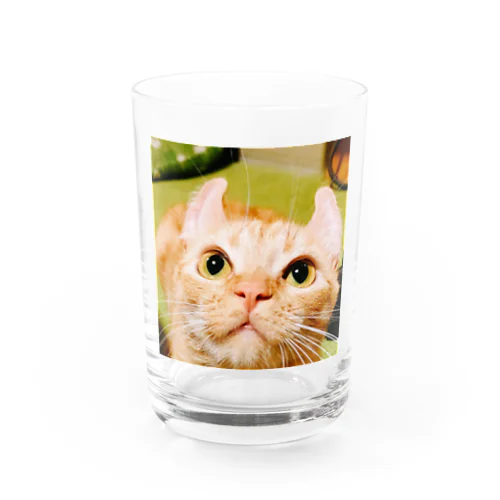 まろんちゃんドアップグッズ Water Glass