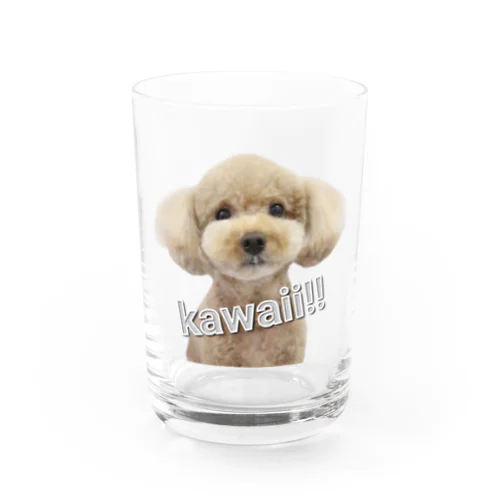 トイプードルのくーちゃん Water Glass