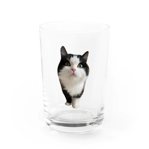 ﾌﾝｽｯきょうちゃん文字なしver. Water Glass