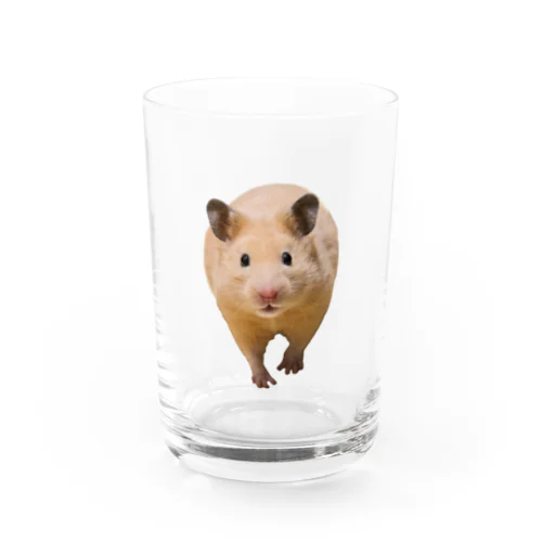 キンクマハムスターのめんち２ Water Glass